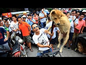 Animal Rights Activists Protest China's Dog Meat Festival (LinkAsia: June 27, 2014)