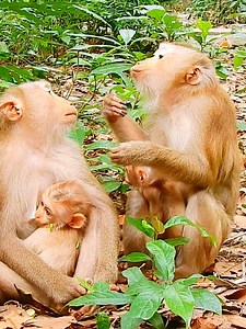 100K views · 1.1K reactions | Absolutely funny how monkey Lila lip-smacking lulling Millie to touch Mollie #monkeydluffy #monkeycute #babymonkey #monkeyface #lovely #monkey #cute #animals #animalsbaby #poormonkey #monkeycry #cuteanimals | Monkey TV7 | Facebook