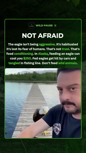 America's Bald Eagle Walked Up to a Fisherman — And It's Not Aggression 🦅😳 #shorts #eagle
