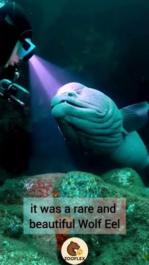 Face to Face With a Wolf Eel in a Dark Cave | The Calm Moment Nobody Expects #soraai