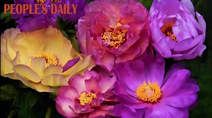 Follow the blooming moments of Chinese peonies in vibrant colors! With a cultivation history of over 4,900 years in China, the flower is revered as a symbol of love and beauty. | Beautiful China