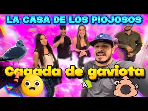 Seagull's Shit Challenge / There was only one loser / The House of the Lice