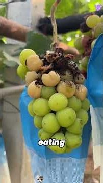 Why Farmers Remove Young Grapes.