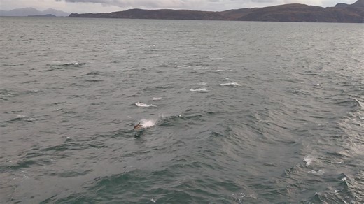 1.8K views · 60 reactions | Common Dolphins (Delphinus delphis) are...