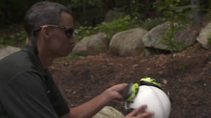 How To Cut Down a Tree