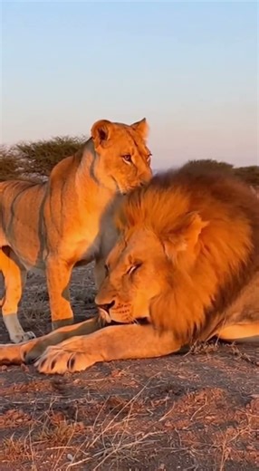 Young Lion Growls… Alpha Lion Attacks — Then the Queen Appears