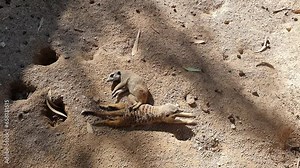 Life of meerkats in a zoo in Spain. Meerkats in the wild in the desert. Cute rodent meerkats rest and play together. Wild animals in a zoo in Spain.