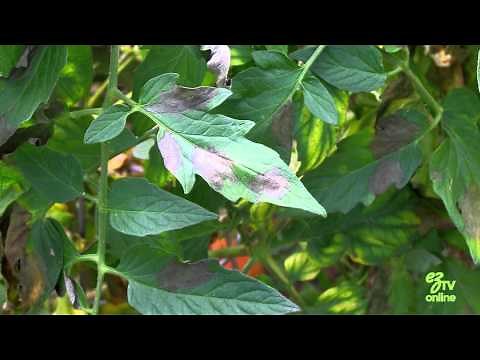 Identifying Tomato Blight and How To Treat It