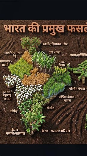 भारत की सबसे प्रमुख फसल#gk #upsc #facts #motivation #govtjobs #ssc#study #generalknowledge #upsi