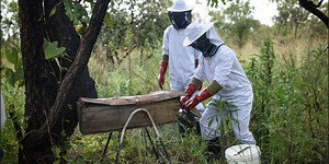 Beekeeping Project underway in Uganda - Buzzing with Opportunity