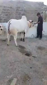 Babar shar of mani cattle | MANI Cattle FARM