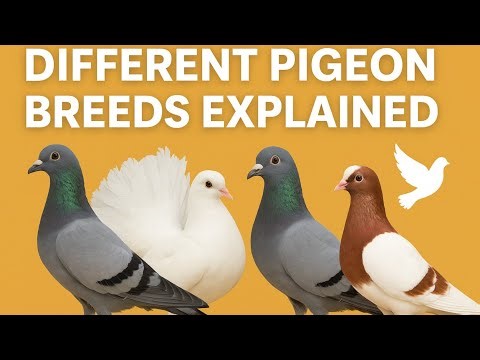 Different Types of Pigeons | Racer, Fancy, Carrier & Highflyer Pigeons Information