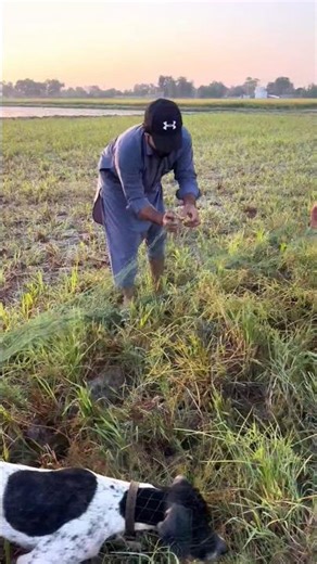 Hunting Quail with German pointer dog $ batair Ka Shikar$neating Quail in Pakistan #shorts