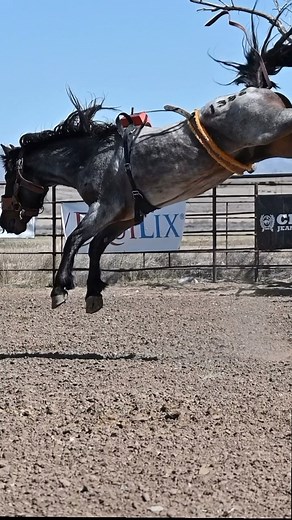 We had some superstars in this set of 3 year olds! CINCH JEANS American Hat CompanyA&K Earth MoversLogan Coach, Inc.Agri-Best FeedsCaldwell Night Rodeo | Powder River Rodeo LLC