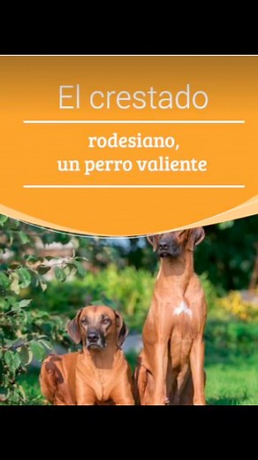 El perro crestado rodesiano, también conocido como "Rhodesian Ridgeback," es una raza originaria de Sudáfrica. Se distingue por una franja de pelo que crece en dirección opuesta a lo largo de su espalda. Originalmente criado para la caza mayor, incluido el león, este perro es ágil, fuerte y valiente. Tiene un carácter independiente, leal y protector, ideal para familias activas. Su pelaje es corto y fácil de cuidar. Requiere ejercicio regular y una socialización adecuada desde cachorro, te podem