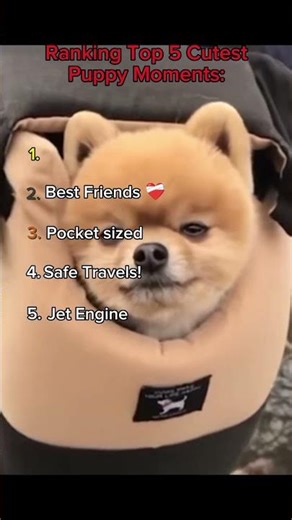 Number is SOOO cute!!! #puppies #cute #funny #ranking #ranks