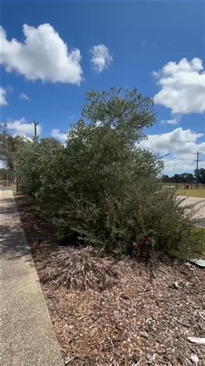 Overgrown and high branches are no match for the RYOBI 36V 8" Pole Pruner. With powerful performance and up to 2.9m of additional reach, pruning has never been easier. | RYOBI Australia