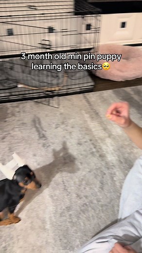 Gooood girl & yes we are posting up her ears #dogsofttiktok #like #fyp #pinscher #minpin