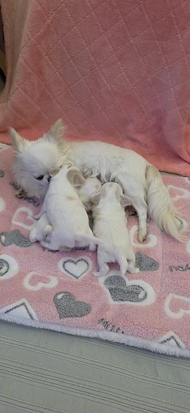Vanilla White Chi Bubbles: Adorable Chihuahua Moments