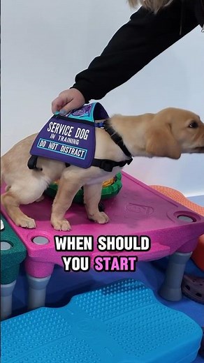 When Should You Start Training Your Service Dog Puppy?