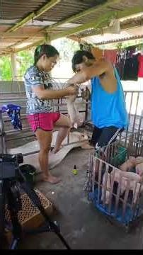 Everyday Pig Farm Routine Explained #PigFarm #PigFeed #Pig