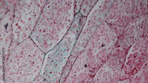 Cutting corn kernel under microscope. 100x times magnification. Development of new crop varieties resistant to disease and radiation. Genetically engineered biological laboratory. GMO products