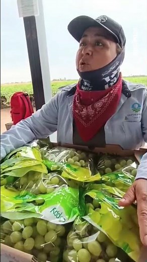 🍇 From the Yaqui Valley to the United States and Europe