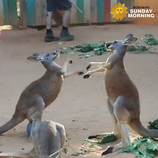 Two kangaroos faced off in their enclosure at San Antonio Zoo in San Antonio, Texas. | CBS Sunday Morning