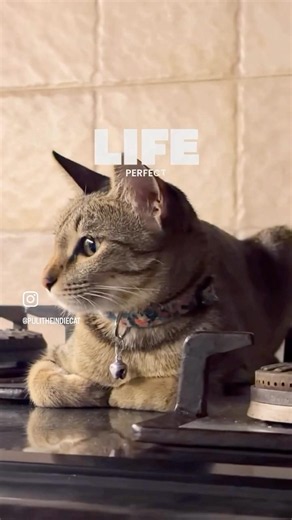 #shorts cat obsessed with kitchen: Episode 2