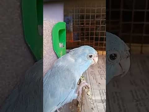 Pacific Parrotlet Bird Breeding Peer l Ahemdabad Gujarat l bird #viralvideo