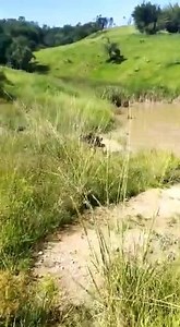 12K views · 115 reactions | .#parceirosbrutosdojava #javali #wildhog #roça #pescaria #porcoselvagem #espingarda #calibre12 #thermal #dogoargentino #foxhound #familiarural #hog #repost #equipe #argentina #minasgerais #agro #mediterraneo #cac #goias #hunterbrasil #hunters #huntinghog #aquitemjavali #controlelegalizado #lugardepoorcoénochiqueiro | Brutos Do Java | Facebook