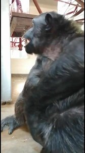 Monkey Life S12 continues tonight at 7pm on Pick - and these are some special episodes featuring our chimp rescued from Thailand, Naree. Those who have followed Naree's journey know how long we waited to bring her to the park, and give her a family of her own kind. As a little treat, here are some videos of Naree finally experiencing life as it should be- playing with her pals, Ash and Rodders in an off-show playroom. 🔊 Sound on for the amazing chimpanzee laughing noises from them all! | Monkey