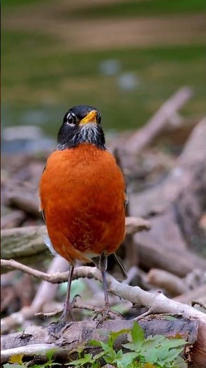 American Robin Does Something Incredible #wildlife #shorts
