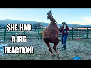 Training mustang horses never goes as planned! ~ Sparkler Week 5-6