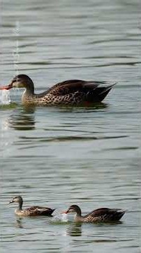 This Duck's Beak Has a SECRET Red Dot! 🔴🦆 Karanji Lake, Mysore #birdwatching #karanjilake #mysore