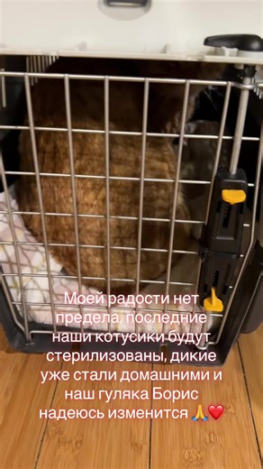 Joyful Moments with Our Rescued Cats