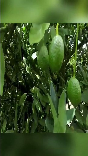 Why AVOCADO is Green Gold 🥑💰