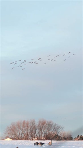 How would you discribe reading geese?
