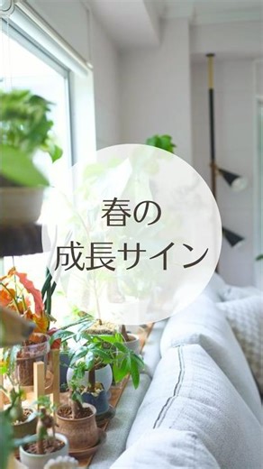 Spring growth begins when these signs appear | Changes in houseplants