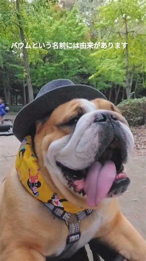 【バウムとの思い出7】バウムという名前には由来があります #ブルドッグ #命名 #犬のいる暮らし