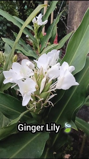 Beautiful Ginger Lily Blooms at Home 🌿✨ | Step-by-Step Growing Guide#shorts #garden
