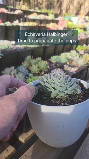 Time to propagate the pups - Echeveria Halbingeri | Robert Reyes
