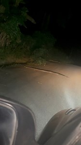 To some persons, this is sweet meat but I personally decided to stop and allow somebody’s mother to pass in peace lets preserve our wildlife everything no be food🤪☮️ #snake | Sunny Martins Ikpi