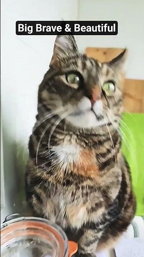 Alice wait mail #funnycats #cute #funny #cat