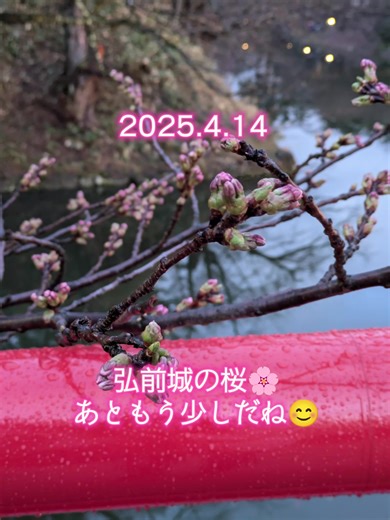 弘前桜まつり🌸楽しみだな💕 #桜 #弘前市 #弘前城 #青森県 #日本