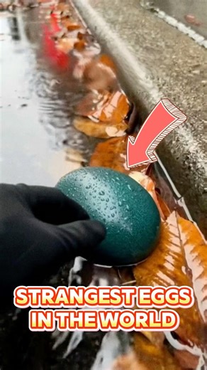 The girl found a strange bird egg and then hatched it