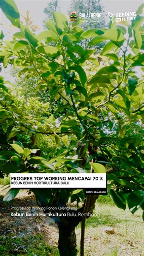 Balai Benih Pertanian Wilayah Semarang on Instagram: "Proses Top Working terus menunjukkan hasil positif 💪 Hingga saat ini, progres penyambungan telah mencapai 70%, dengan pertumbuhan tunas yang baik dan tingkat keberhasilan sambungan yang tinggi. Melalui teknik ini, tanaman yang sebelumnya kurang produktif diremajakan menggunakan varietas unggul tanpa perlu menebang pohon induk. Diharapkan, hasil panen ke depan akan lebih cepat, seragam, dan berkualitas sesuai kebutuhan pasar 🌾🍈 Tahap selanj