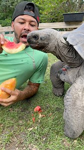 77K views · 757 reactions | The worlds Largest Tortoises Never Gets Old  #tortoise #animals #reptiles | Nick The Wrangler | Facebook