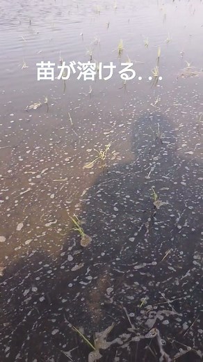 苗が溶ける？表層剥離や予期せぬ深水の恐怖。#密苗 #密播 #田植え #表層剥離