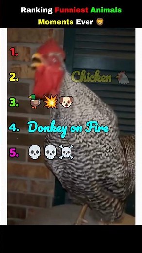 Ranking Funniest Animals Moments Ever 🦁 #funny #amv #trending